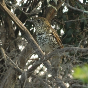 Zoothera lunulata at Acton, ACT - 11 May 2015