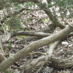 Zoothera lunulata at Acton, ACT - 11 May 2015