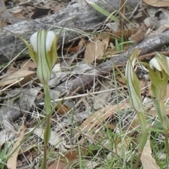 Diplodium ampliatum (Large Autumn Greenhood) at Tidbinbilla Nature Reserve - 20 Feb 2016 by galah681