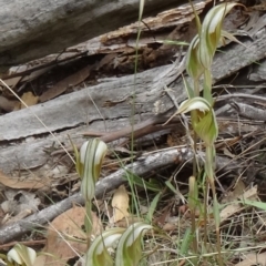 Diplodium ampliatum at Paddys River, ACT - 20 Feb 2016