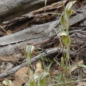 Diplodium ampliatum at Paddys River, ACT - suppressed