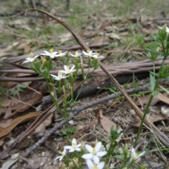 Centaurium erythraea (Common Centaury) at Paddys River, ACT - 20 Feb 2016 by galah681