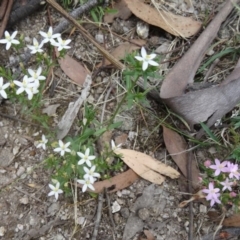 Centaurium erythraea at Paddys River, ACT - 20 Feb 2016