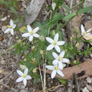 Centaurium erythraea at Paddys River, ACT - 20 Feb 2016