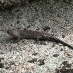 Egernia cunninghami (Cunningham's Skink) at Tidbinbilla Nature Reserve - 20 Feb 2016 by galah681