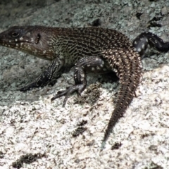 Egernia cunninghami at Paddys River, ACT - 20 Feb 2016 11:58 AM