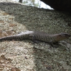 Egernia cunninghami at Paddys River, ACT - 20 Feb 2016 11:58 AM