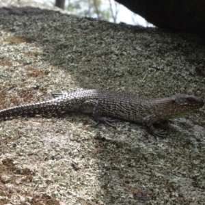 Egernia cunninghami at Paddys River, ACT - 20 Feb 2016 11:58 AM