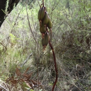 Dipodium roseum at Paddys River, ACT - suppressed