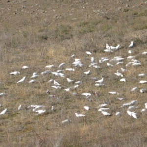 Cacatua galerita at Isaacs Ridge - 14 Jun 2015 10:07 AM