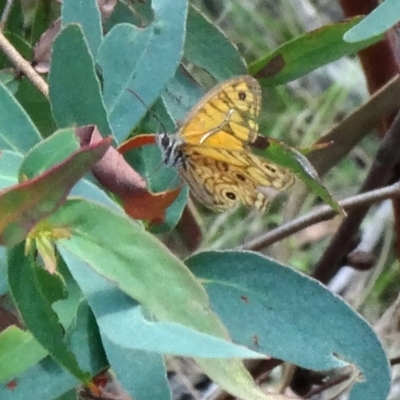 Geitoneura acantha (Ringed Xenica) at Tidbinbilla Nature Reserve - 20 Feb 2016 by galah681