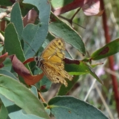 Geitoneura acantha at Paddys River, ACT - 20 Feb 2016 01:40 PM