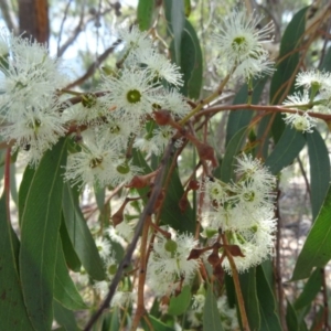 Eucalyptus macrorhyncha at Tidbinbilla Nature Reserve - 20 Feb 2016 02:00 PM