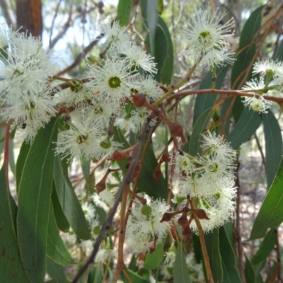 Eucalyptus macrorhyncha (Red Stringybark) at Paddys River, ACT - 20 Feb 2016 by galah681