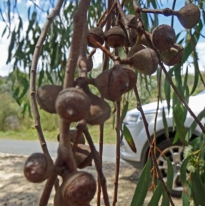 Eucalyptus macrorhyncha at Tidbinbilla Nature Reserve - 20 Feb 2016 02:00 PM