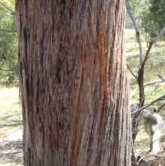 Eucalyptus macrorhyncha at Paddys River, ACT - 20 Feb 2016