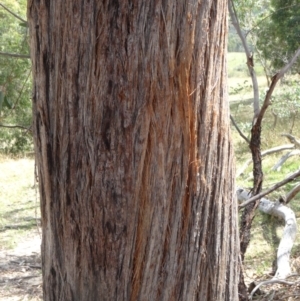 Eucalyptus macrorhyncha at Paddys River, ACT - 20 Feb 2016