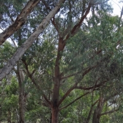 Eucalyptus macrorhyncha at Tidbinbilla Nature Reserve - 20 Feb 2016 02:00 PM