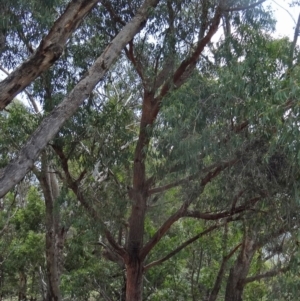 Eucalyptus macrorhyncha at Tidbinbilla Nature Reserve - 20 Feb 2016 02:00 PM