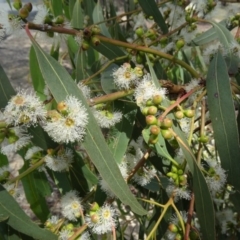 Eucalyptus bridgesiana (Apple Box) at Tidbinbilla Nature Reserve - 20 Feb 2016 by galah681