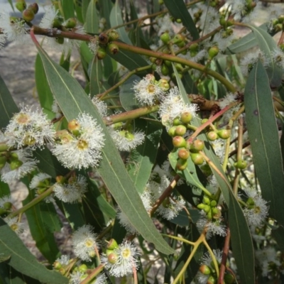 Eucalyptus bridgesiana (Apple Box) at Paddys River, ACT - 20 Feb 2016 by galah681