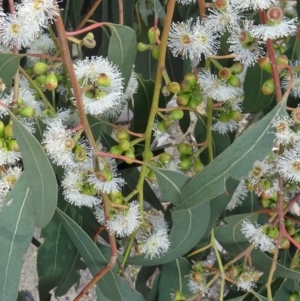 Eucalyptus bridgesiana at Tidbinbilla Nature Reserve - 20 Feb 2016