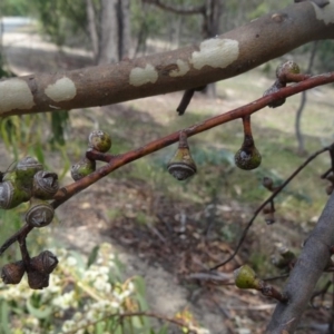 Eucalyptus bridgesiana at Tidbinbilla Nature Reserve - 20 Feb 2016 02:03 PM