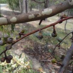 Eucalyptus bridgesiana at Paddys River, ACT - 20 Feb 2016