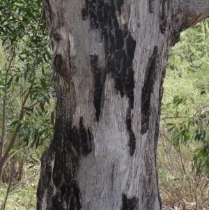 Eucalyptus bridgesiana at Tidbinbilla Nature Reserve - 20 Feb 2016