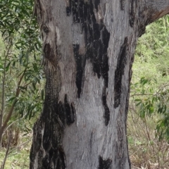 Eucalyptus bridgesiana at Paddys River, ACT - 20 Feb 2016