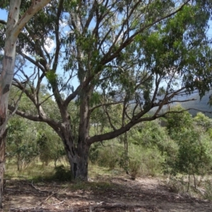Eucalyptus bridgesiana at Tidbinbilla Nature Reserve - 20 Feb 2016