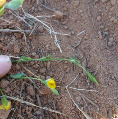 Zornia dyctiocarpa var. dyctiocarpa (Zornia) at Environa, NSW - 21 Feb 2016 by RichardMilner