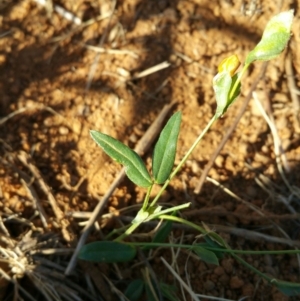 Zornia dyctiocarpa var. dyctiocarpa at Environa, NSW - 22 Feb 2016