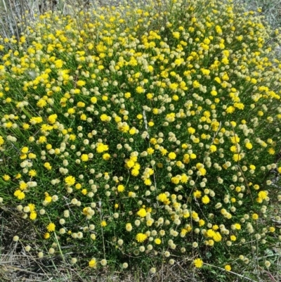 Calotis lappulacea (Yellow Burr Daisy) at Fyshwick Sewerage Treatment Plant - 22 Feb 2016 by RichardMilner