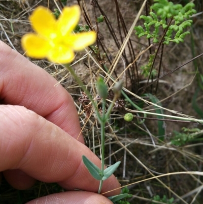 Hypericum gramineum (Small St Johns Wort) at Kama - 22 Feb 2016 by RichardMilner