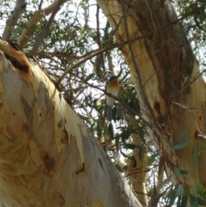 Myiagra rubecula at Molonglo River Reserve - 22 Feb 2016