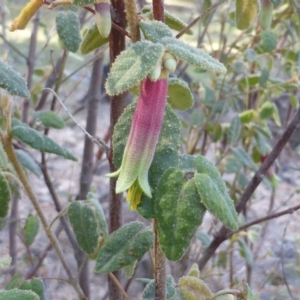 Correa reflexa var. reflexa at Isaacs, ACT - 22 Feb 2016 10:58 AM