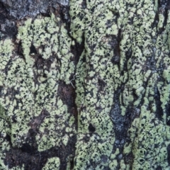 Rhizocarpon geographicum (Yellow Map Lichen) at Kowen Woodland - 17 Feb 2016 by KenT