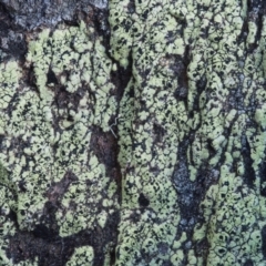 Rhizocarpon geographicum (Yellow Map Lichen) at Kowen Woodland - 16 Feb 2016 by KenT