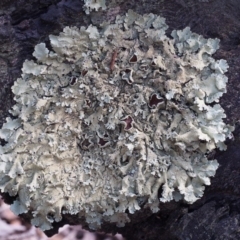Flavoparmelia sp. at Kowen Woodland - 17 Feb 2016 by KenT