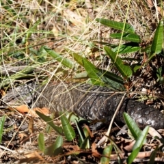 Tiliqua rugosa (Shingleback Lizard) at Kowen Woodland - 16 Feb 2016 by KenT