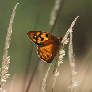 Heteronympha penelope at Kowen, ACT - 17 Feb 2016