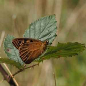 Heteronympha penelope at Kowen, ACT - 17 Feb 2016