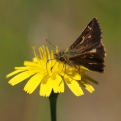 Dispar compacta (Barred Skipper) at Kowen, ACT - 17 Feb 2016 by KenT