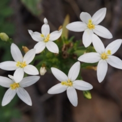 Centaurium sp. (Centaury) at Kowen, ACT - 17 Feb 2016 by KenT