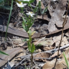 Centaurium sp. at Kowen, ACT - 17 Feb 2016 12:51 PM