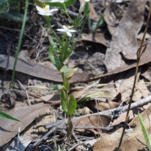 Centaurium sp. at Kowen, ACT - 17 Feb 2016 12:51 PM