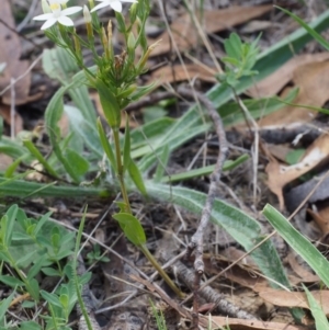 Centaurium sp. at Kowen, ACT - 17 Feb 2016 12:51 PM