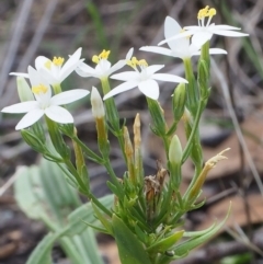 Centaurium sp. at Kowen, ACT - 17 Feb 2016 12:51 PM