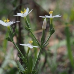 Centaurium sp. at Kowen, ACT - 17 Feb 2016 12:51 PM